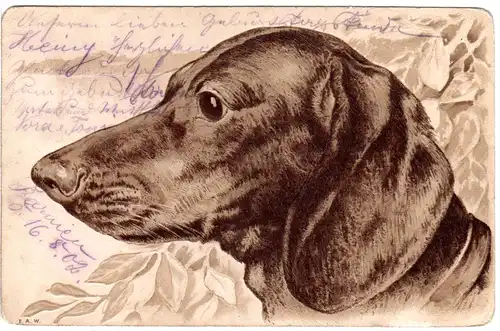 Dackel, 1902 gebr. Hunde Präge-AK