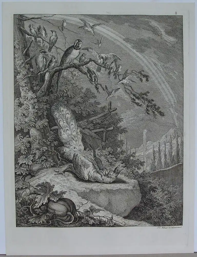 Johann Elias Ridinger (1698 Ulm - 1767 Augsburg) 0