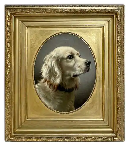 Hundeportrait / Setter