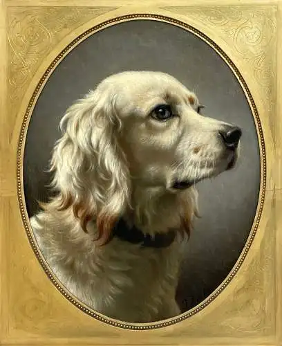 Hundeportrait / Setter