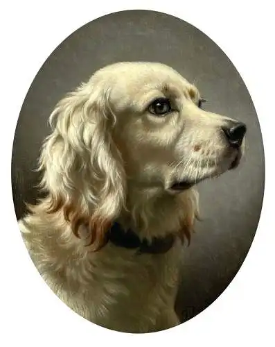 Hundeportrait / Setter