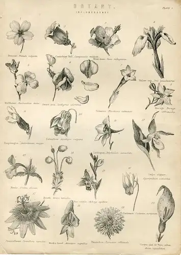 Botanic. Inflorescence Scence. Lithographie