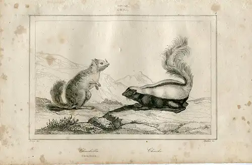Chinchilla Gravierkunst Bei Chaillot IN / Auf / Im 1840 Kopie De Schublehre