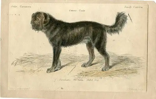 Thibet Dog Gravierkunst Reralizado IN / Auf / Im 1862