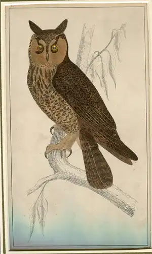Pájaros. Lang Schmuckschildkröte Owl. Gravierkunst Coloriert Made IN 1870