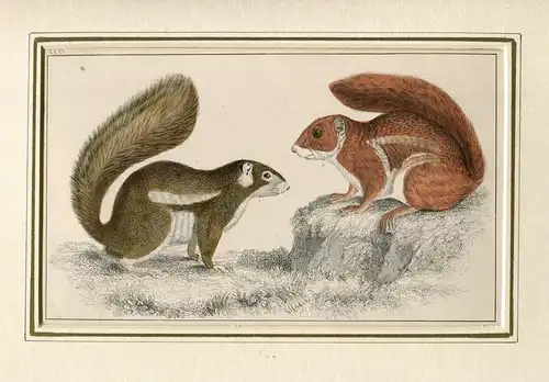 Streifenhörnchen: Fire-Footed; Hottentot. Lithographie Coloriert Auf Hand, 1870