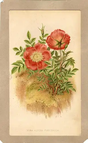 Rosa Alpina Pyrenaica. Lithographie Von Jh.