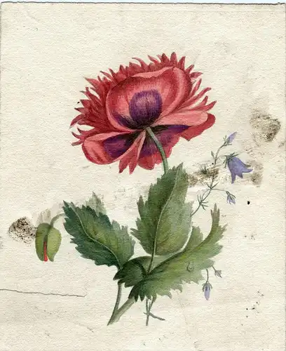 Flor. Lithographie Coloriert Auf Hand Bei G.E.Madeley
