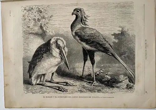 Der Marabu Und Der Sekretär Von Garten Zoo De Colonia. Ludw Bexkmann, 1880