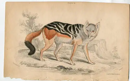 Animales. Cape Thous-Dog Gravierkunst Coloriert Auf Hand, 1839