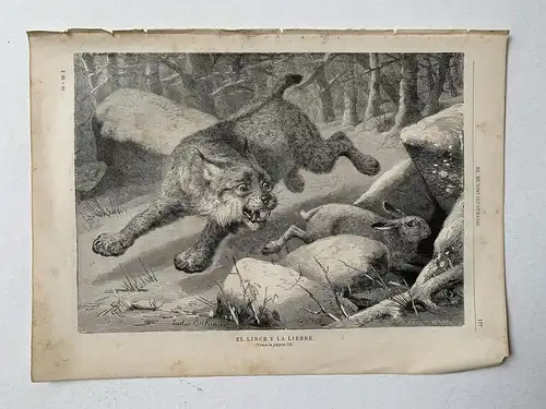 Der Luchs Und La Liebre. Gravierkunst De 1880 Herkuft De Der Welt Iiustrado