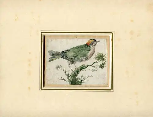 Pájaro. Aquarell von Der Leipziger Englische Von Jh.