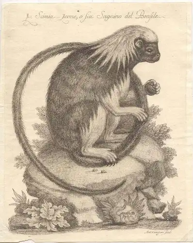 «La Simia Leone O Sia Sagoino Von Brasile » Gravierkunst De 1751 Bei Antonio