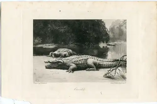 Crocodile. Heliograbado Bei E.Caldwell