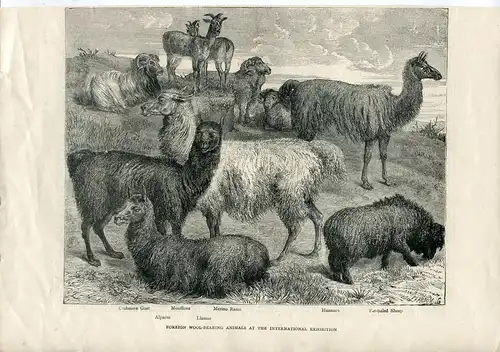 Foreign Wool-Bearing Animals At The Internactional Exhibition.litografia Pearson
