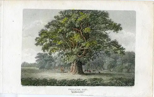 Inglaterra. Staffordshire. Swilcar Oak IN Needwood Forest. Gravierkunst 1807