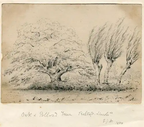 Oak And Pollard Trees. Belfort,Lincoln. Titulado,Sign Und Datiert IN / Auf / Im