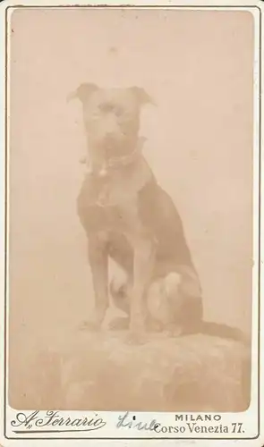 Fotografie Ferrario, Milano - Hund mit Halsband (Staffordshire?), Fotobild