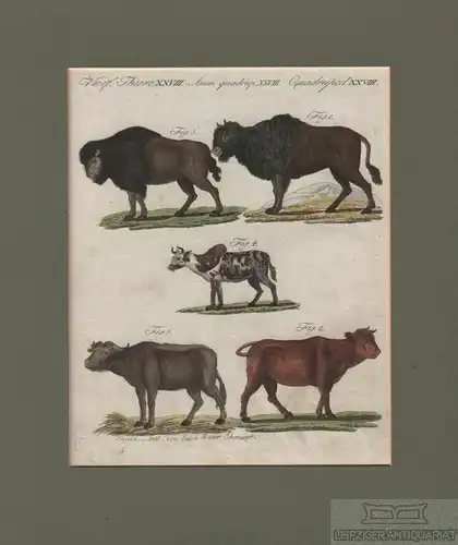 Vierf. Thiere. Tafel XXVIII. Büffel. Kühe, Kupferstich, Bertuch. Kunstgrafik