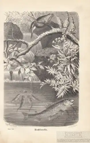 Bachforelle. aus Brehms Thierleben, Holzstich. Kunstgrafik, 1879, gebraucht, gut