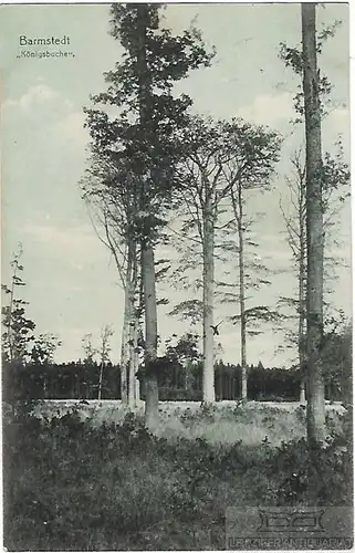 AK Barmstedt. Königsbuche . ca. 1910, Postkarte. Ca. 1910, Verlag Edmund Reimers
