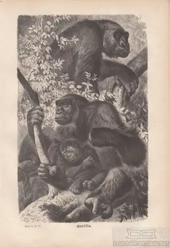 Gorilla. aus Brehms Thierleben, Holzstich. Kunstgrafik, 1876, gebraucht, gut