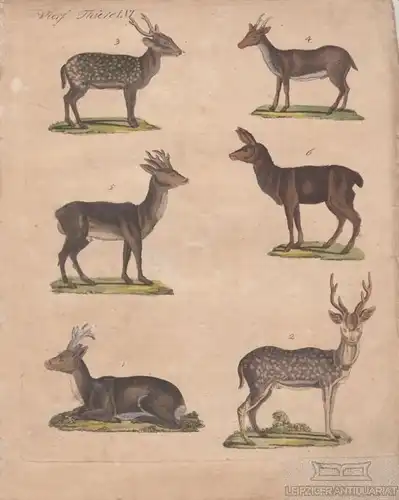 Vierf. Thiere. Tafel LVI. Rehe, Kupferstich, Bertuch. Kunstgrafik, 1805