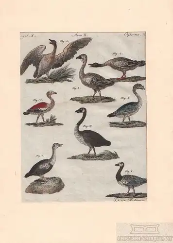 Vögel. Tafel X. Vögel, Kupferstich, Bertuch. Kunstgrafik, 1805, gebraucht, gut
