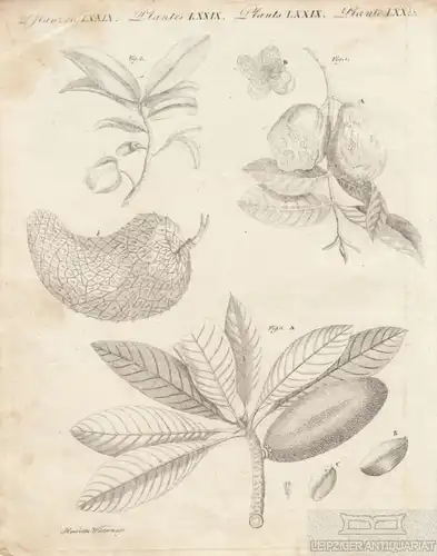 Pflanzen. Tafel LXXIX. Guave, Kupferstich, Bertuch. Kunstgrafik, 1805