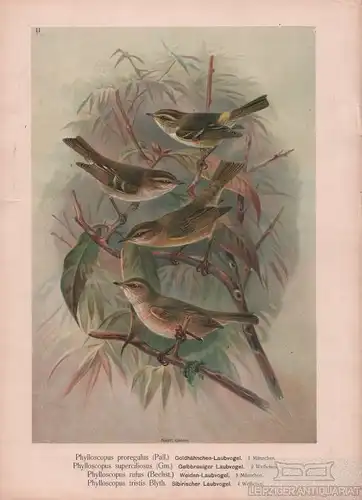 Goldhähnchen-Laubvogel. Gelbbrauiger Laubvogel. Weiden-Laubvogel... Lithografie