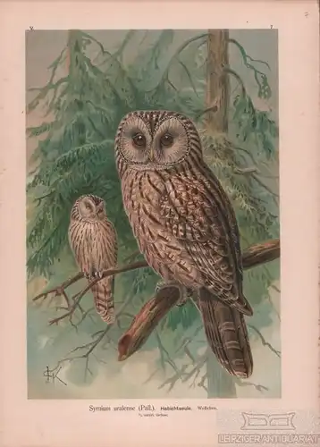 Habichtseule, Lithografie, Naumann. Kunstgrafik, 1901, Verlag Fr. Eugen Köhler