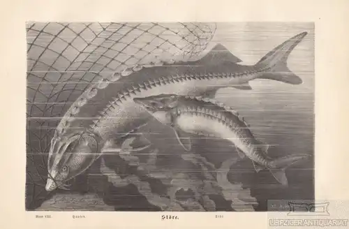 Störe. Hausen. aus Brehms Thierleben, Holzstich. Kunstgrafik, 1879