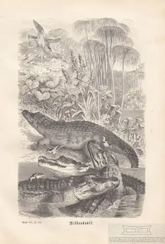 Nilkrokodil. aus Brehms Thierleben, Holzstich. Kunstgrafik, 1878, gebraucht, gut
