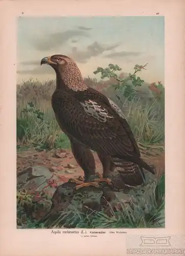 Kaiseradler, Lithografie, Naumann. Kunstgrafik, 1901, Verlag Fr. Eugen Köhler