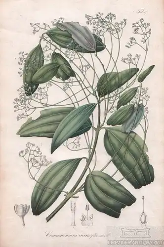 Lithographie: Cinnamomum iners flor. steril, Blume, Karl Ludwig. Kunstgrafik