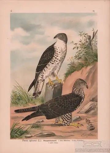 Wespenbussard, Lithografie, Naumann. Kunstgrafik, 1901, Verlag Fr. Eugen  263750