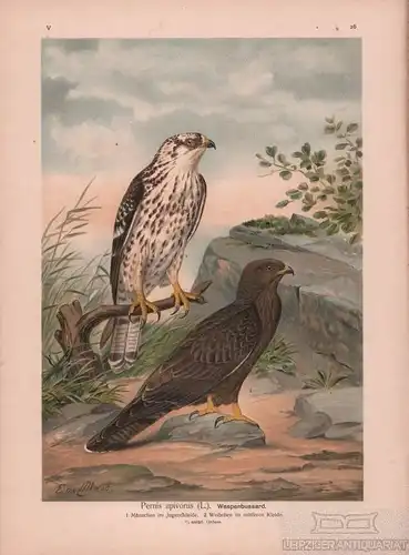 Wespenbussard, Lithografie, Naumann. Kunstgrafik, 1901, Verlag Fr. Eugen Köhler