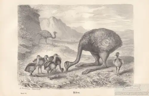 Rhea. aus Brehms Thierleben, Holzstich. Kunstgrafik, 1879, gebraucht, gut