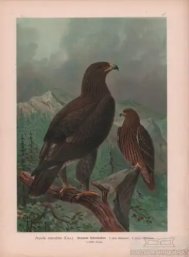 Grosser Schreiadler, Lithografie, Naumann. Kunstgrafik, 1901, Chromolithographie