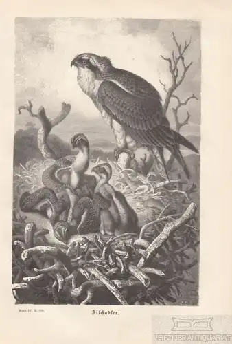 Fischadler. aus Brehms Thierleben, Holzstich. Kunstgrafik, ca. 1878
