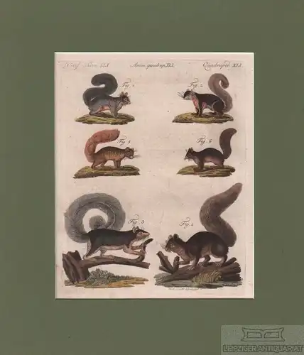 Vierf. Thiere. Tafel XLI. Eichhörnchen, Kupferstich, Bertuch. Kunstgrafik, 1805