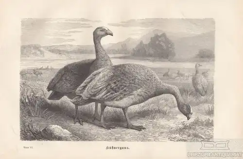 Hühnergans. aus Brehms Thierleben, Holzstich. Kunstgrafik, 1879, gebraucht, gut