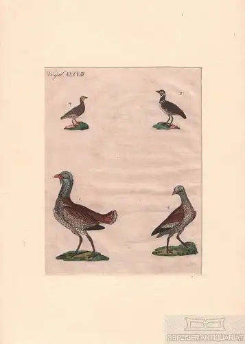 Vögel. Tafel XXXVIII. Trappen, Kupferstich, Bertuch. Kunstgrafik, 1805