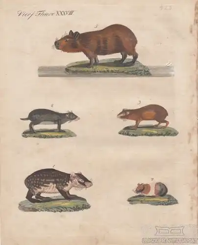 Vierf. Thiere. Tafel XXXVIII. Meerschweinchen, Kupferstich, Bertuch. Kunstgrafik