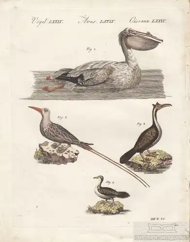 Vögel. Tafel LXXV. Seevögel. Pelikan, Kupferstich, Bertuch. Kunstgrafik, 1805