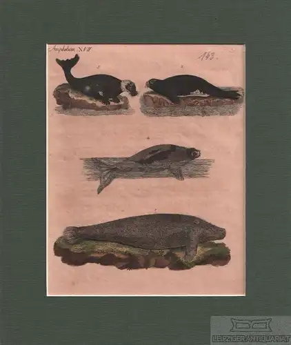 Amphibien. Tafel XVII. Walross. Seehund, Kupferstich, Bertuch. Kunstgrafik, 1805
