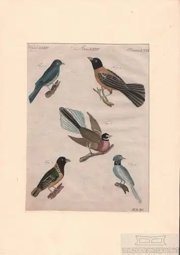Vögel. Tafel LXXIV. Vögel, Kupferstich, Bertuch. Kunstgrafik, 1805