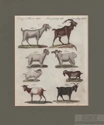 Vierf. Thiere. Tafel XXVI. Steinbock. Schafe, Kupferstich, Bertuch. Kunstgrafik