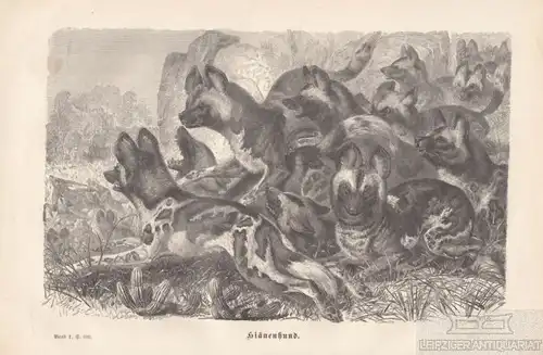 Hiänenhund. aus Brehms Thierleben, Holzstich. Kunstgrafik, 1876, gebraucht, gut