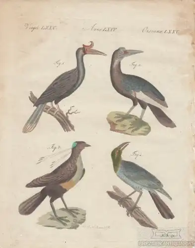 Vögel. Tafel LXXV. Nashornvögel. Paradiesvögel, Kupferstich, Bertuch. 1805
